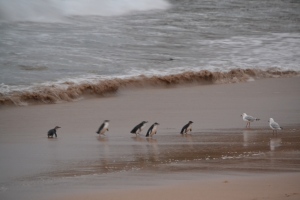 Little penguins auf Phillip Island